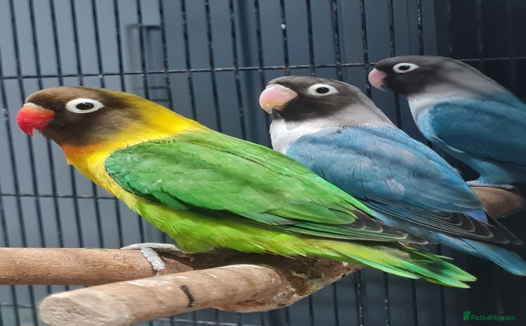 Lovebirds birds - Advert 1