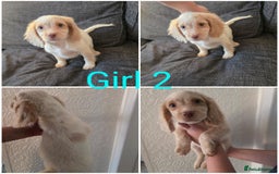 Cocker Spaniel dogs for sale: READY NOW working cocker spaniel pups - Image 3
