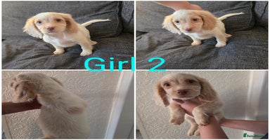 Cocker Spaniel dogs - Advert 16
