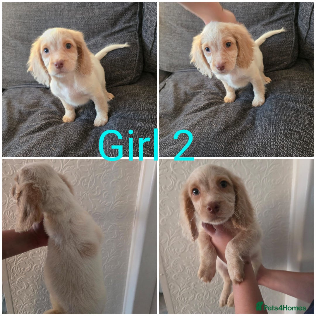 Cocker Spaniel dogs for sale: READY NOW working cocker spaniel pups - Image 3
