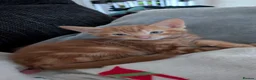 Mixed Breed cats for sale: Half tortoiseshell kittens in Nottingham - Advert 9