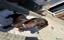 Miniature Dachshund dogs for sale: Miniature daschund male  - Image 1