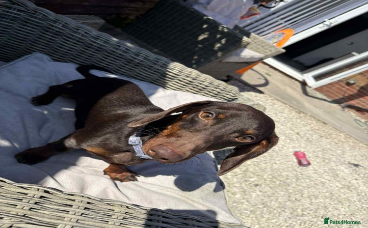 Miniature Dachshund dogs - Advert 16