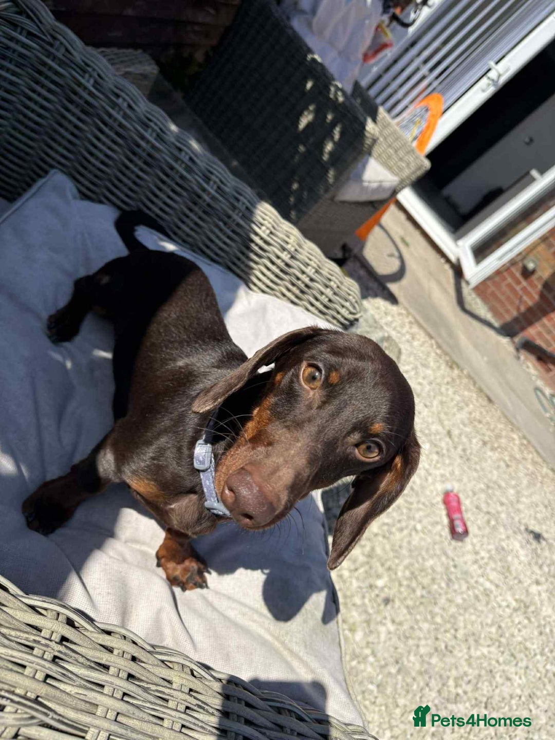 Miniature Dachshund dogs for sale: Miniature daschund male  - Image 1