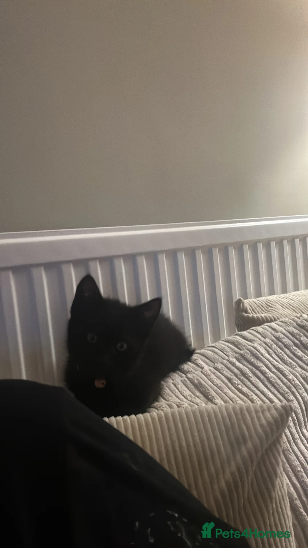 Mixed Breed cats for sale: Kitten for rehoming  in Cardiff - Advert 4