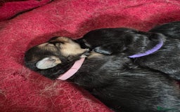 German Shepherd dogs for sale: German shepard puppies - Image 11