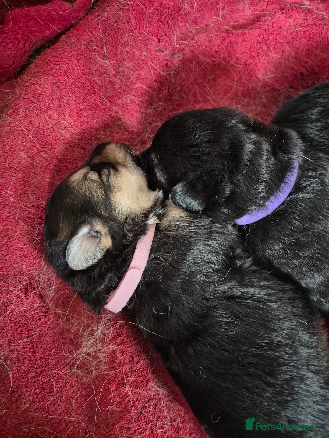 German Shepherd dogs for sale: German shepard puppies - Image 11