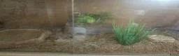 Leopard Gecko reptiles for sale: leopard gecko for sale £75 in Watford - Advert 3
