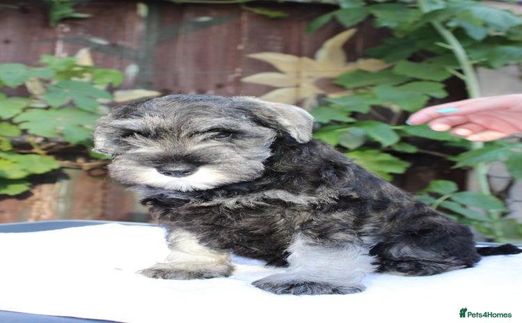 Miniature Schnauzer dogs - Advert 1