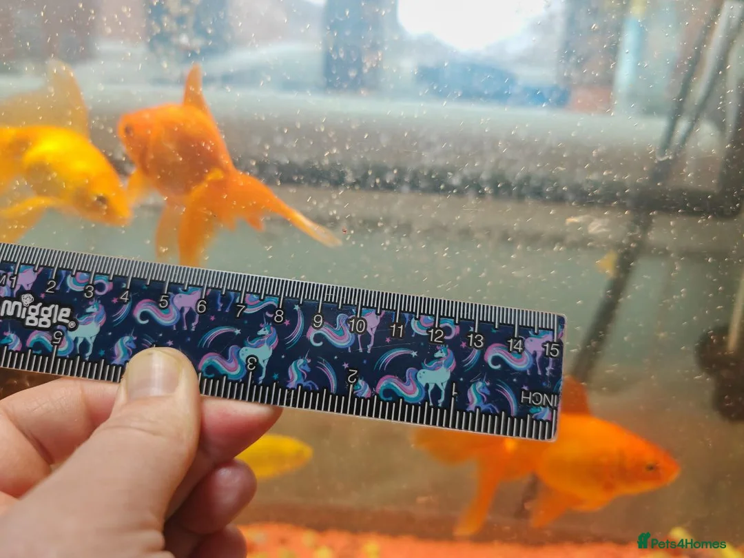 Goldfish fish for sale: Goldfish , Veiltail , Fancy, Telescope black in Glasgow - Advert 9