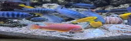 Cichlids fish for sale: 2 x fully stocked cichlids tanks for sale in Guildford - Advert 8