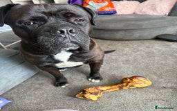 Cane Corso dogs for sale: Beautiful cane corso protection trained - Image 3