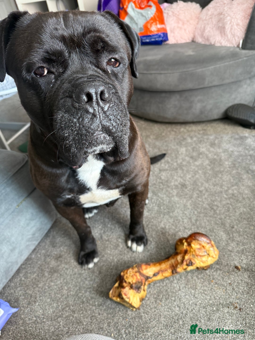 Cane Corso dogs for sale: Beautiful cane corso protection trained - Image 3