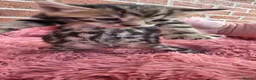 Bengal cats for sale: Beautiful Purebred Bengal Kittens - Advert 17