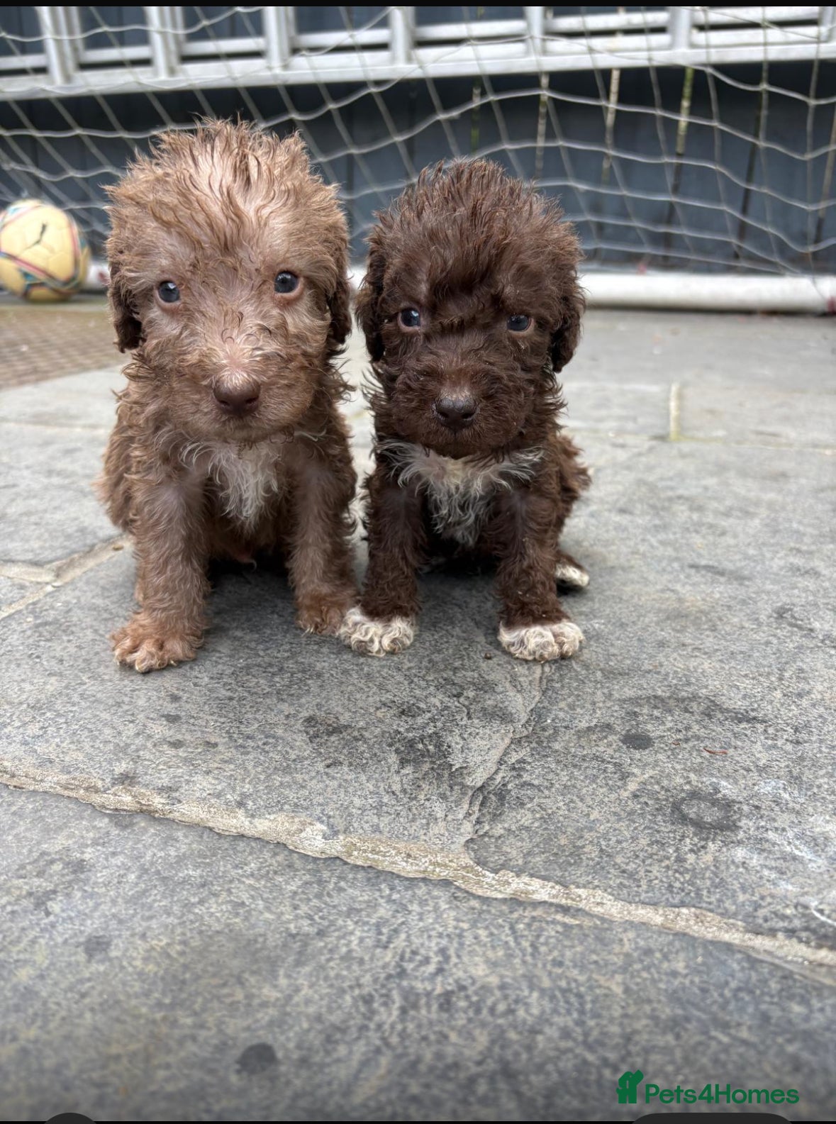 Bedlington Terrier dogs Bedlington Terriers - Advert 4
