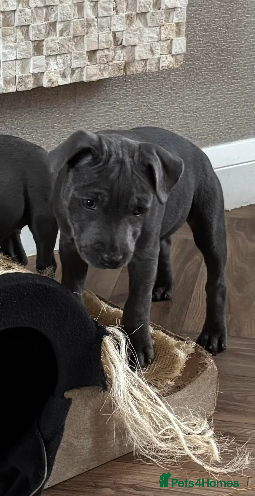 Staffordshire Bull Terrier dogs for sale: Beautiful Blue Staffordshire Bull Terrier - Advert 6