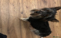 Yorkshire Terrier dogs for sale: 4.5 year old boy - Image 4