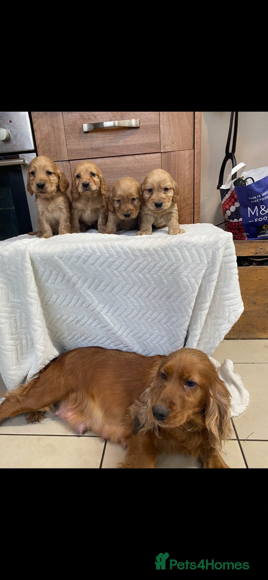Cocker Spaniel dogs for sale:  cocker spaniel  - Advert 2