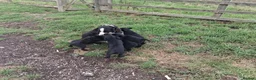 Borador dogs for sale: Gorgeous Borderdor Pups - Advert 4