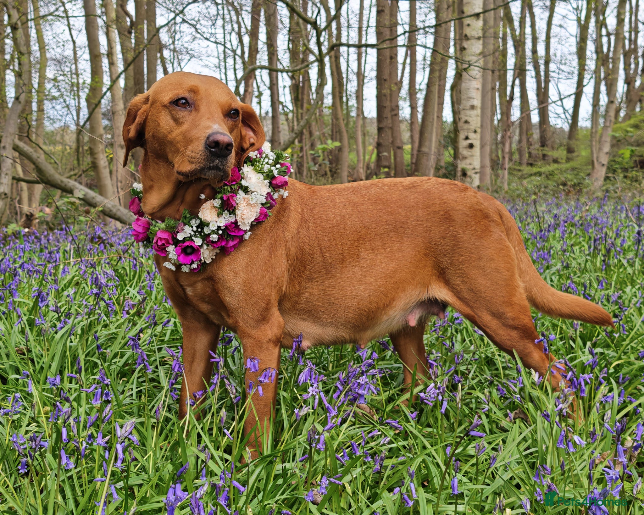 Labrador Retriever dogs for sale: Two gorgeous KC Fox Red Labrador boys left - Advert 1