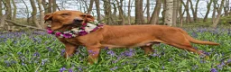 Labrador Retriever dogs for sale: Two gorgeous KC Fox Red Labrador boys left - Advert 1