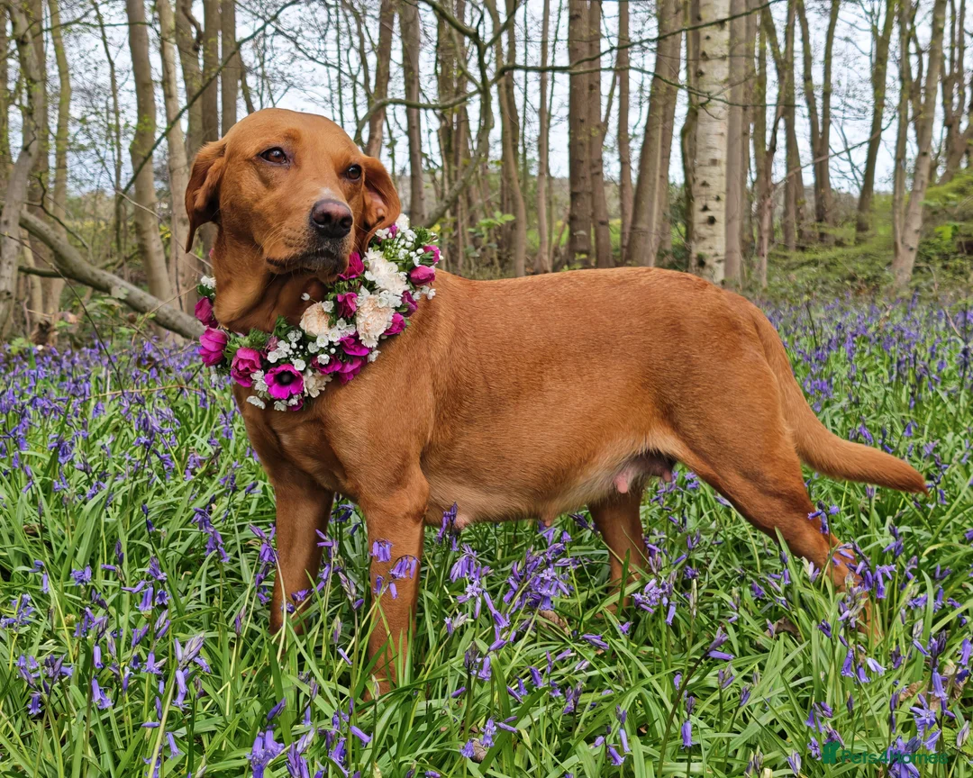 Labrador Retriever dogs for sale: Two gorgeous KC Fox Red Labrador boys left - Advert 1