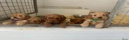 Cockapoo dogs for sale: F1b outstanding cockapoo fully  health tested in Ely - Advert 1