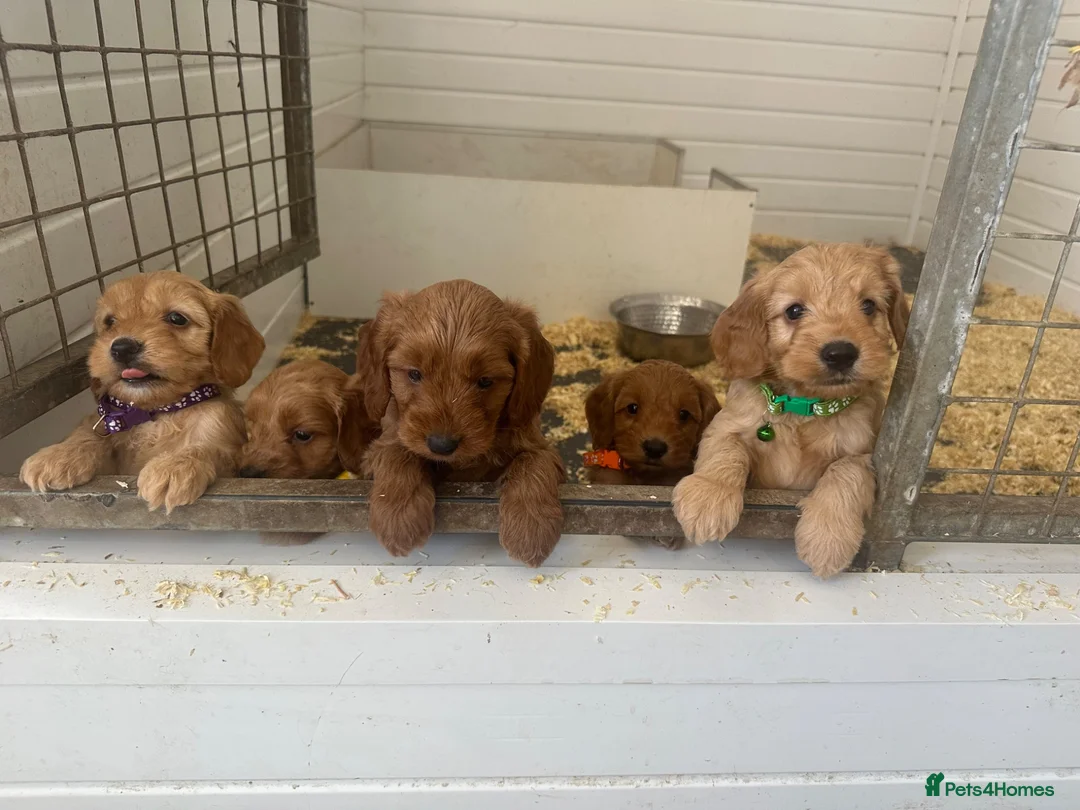 Cockapoo dogs for sale: F1b outstanding cockapoo fully  health tested in Ely - Advert 1
