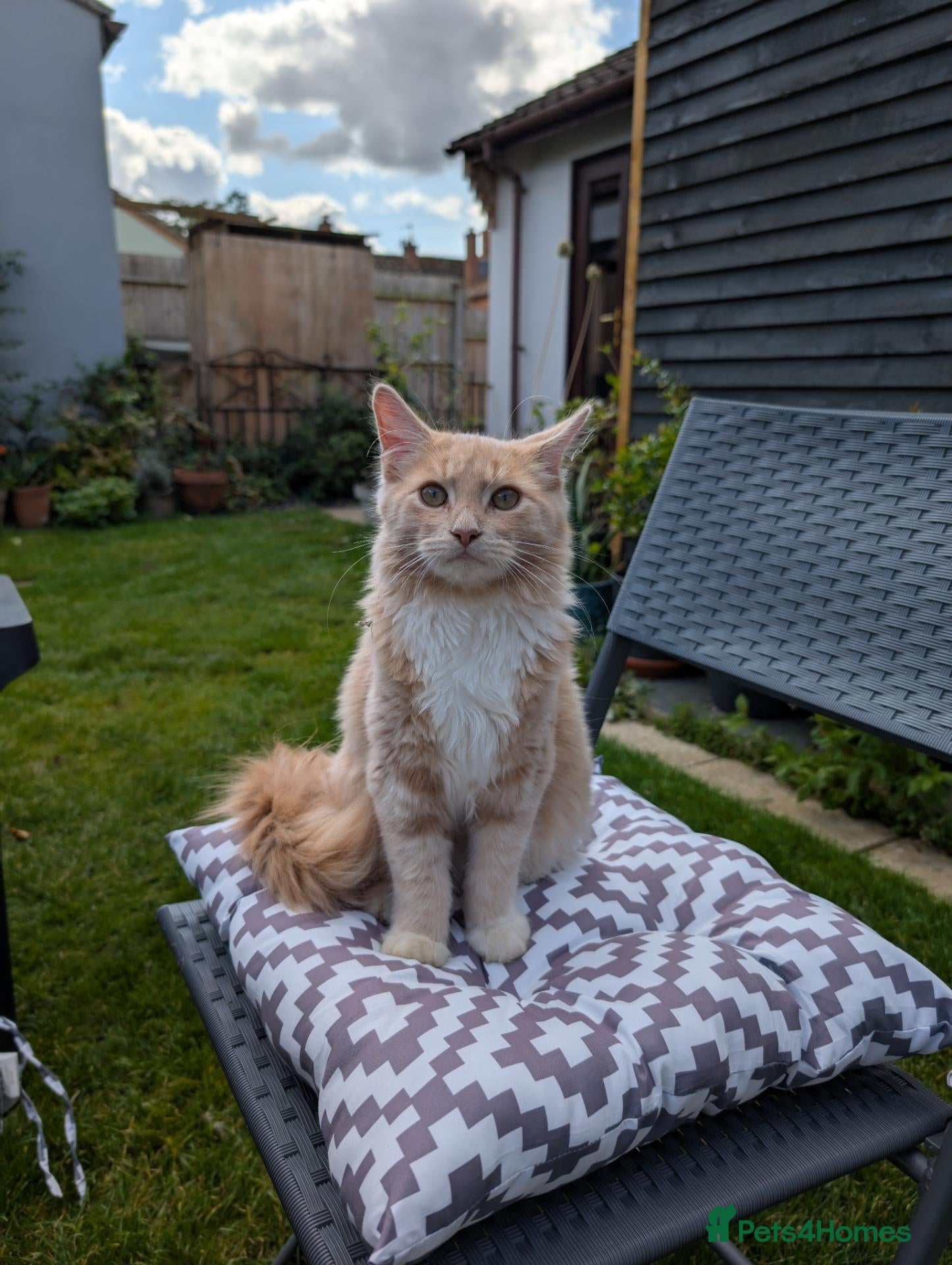 Mixed Breed cats Beautiful Maine coon/Egyptian X male - Advert 3