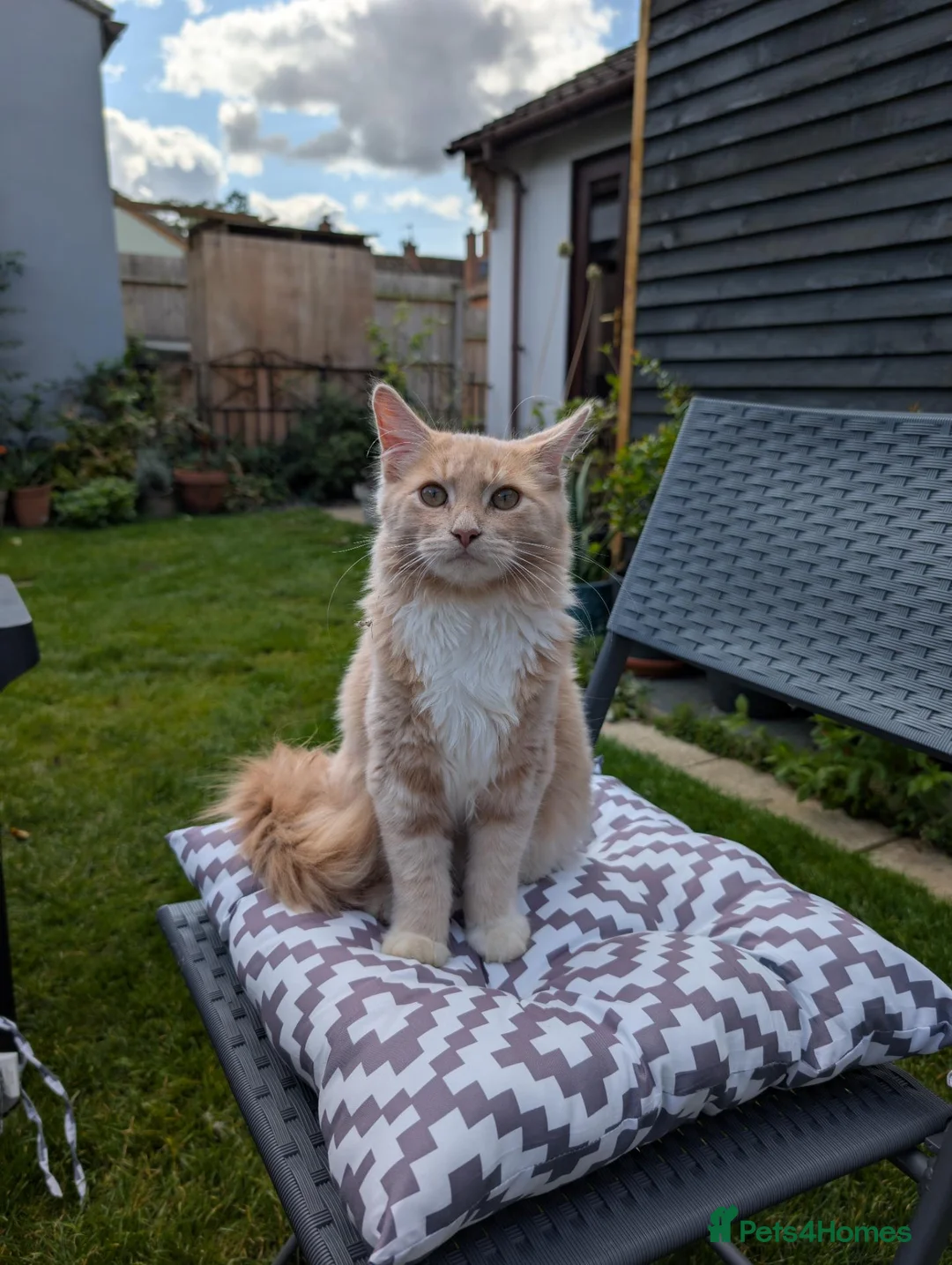 Mixed Breed cats for sale: Beautiful Maine coon/Egyptian X male - Advert 1
