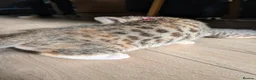 Mixed Breed cats for sale: Beautiful half Bengal kittens - Advert 16