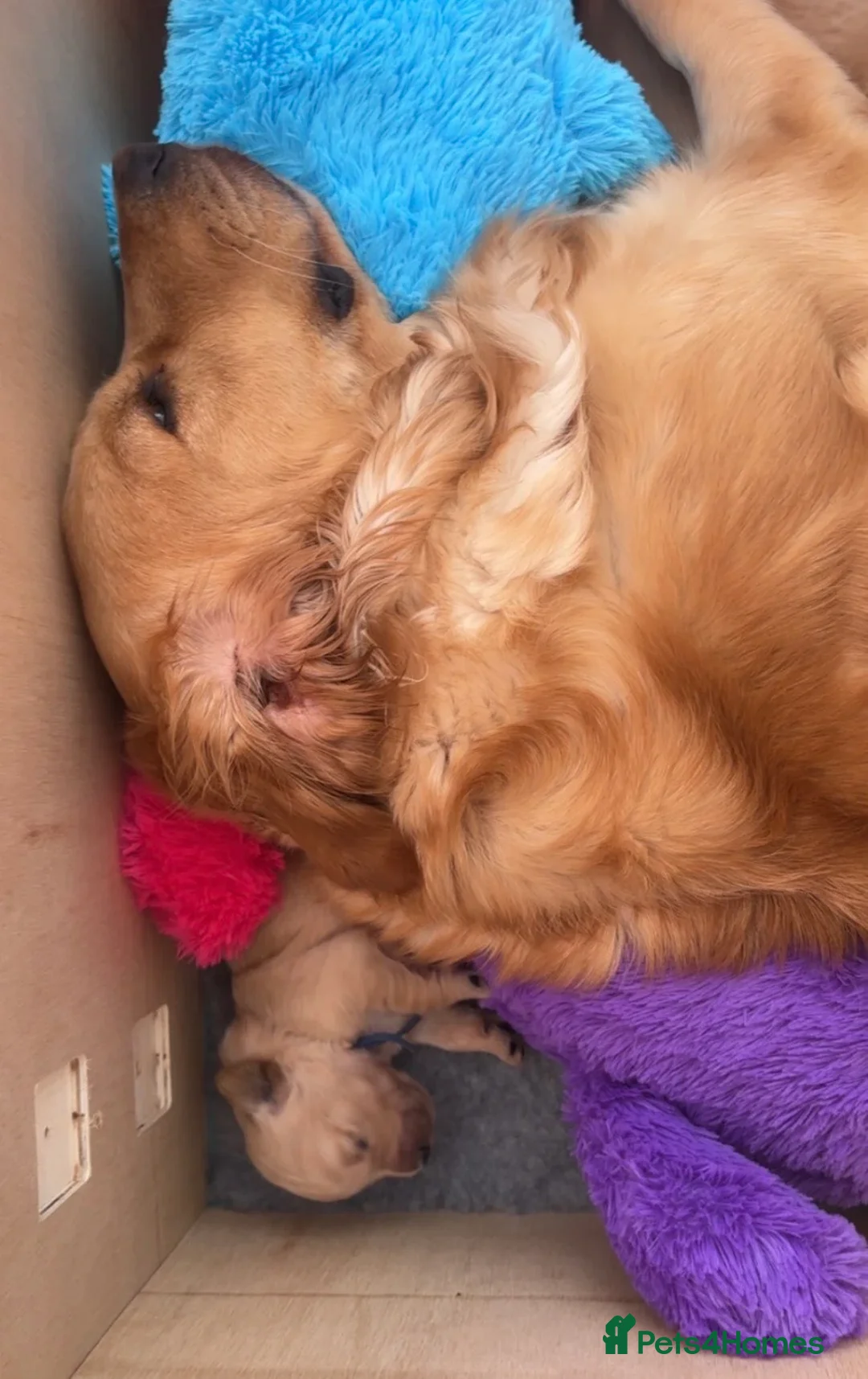 Golden Retriever dogs for sale: True Golden Retriever puppies-ready soon🐾✨ in Birmingham - Advert 1