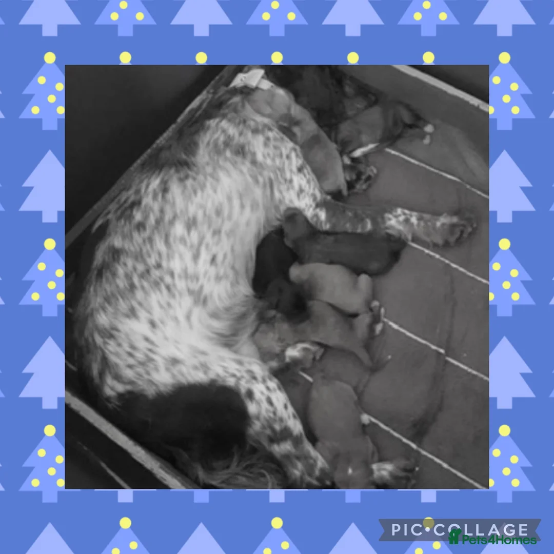 Cockerdor dogs for sale: Fox red Cockerdor pups 🐶 - Advert 2
