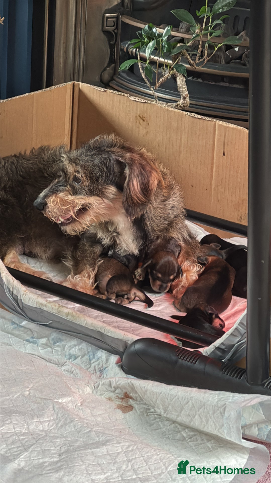 Dachshund dogs for sale: 🐾 Beautiful Dachshund Puppies - Image 14
