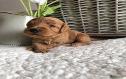 Cavapoochon dogs for sale: Cavapoochon puppies *1 boy remaining* - Image 8