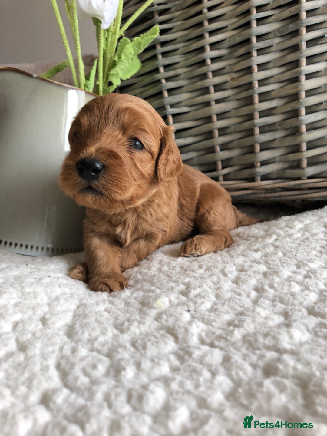 Cavapoochon dogs for sale: Cavapoochon puppies *1 boy remaining* - Image 8