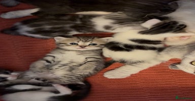 British Shorthair cats - Advert 10
