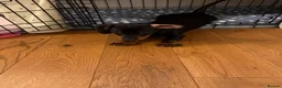 Dachshund dogs for sale: 🐾 Last Dachshund Puppy – Ready Now 🐾 - Advert 8