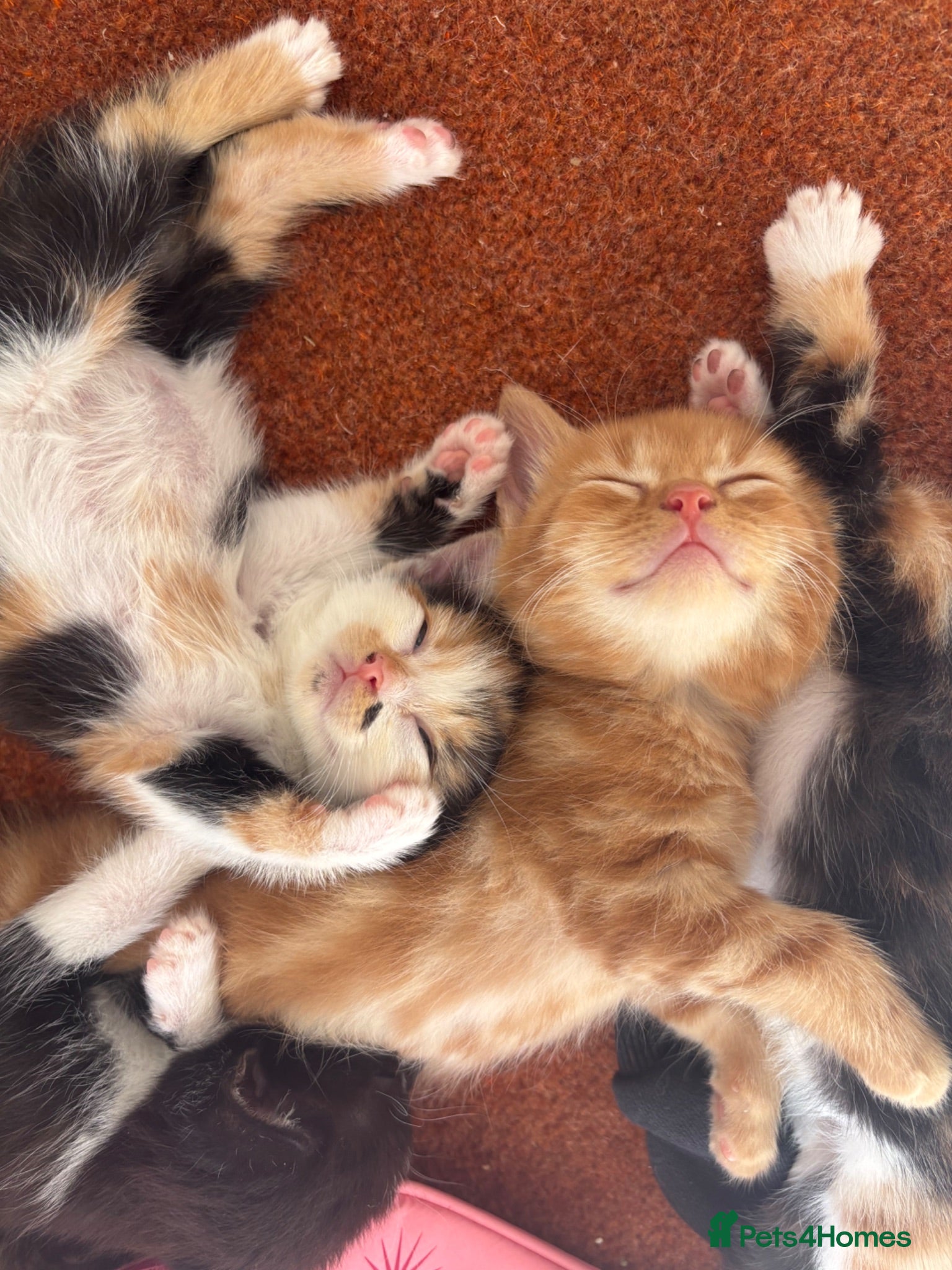 Mixed Breed cats Ginger , Calico & Tortoiseshell kittens - Advert 1