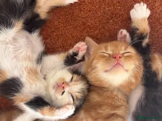 Mixed Breed cats Ginger , Calico & Tortoiseshell kittens - Advert 1