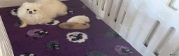 Pomeranian dogs for sale: Teddy Bear Pomeranians  - Advert 20