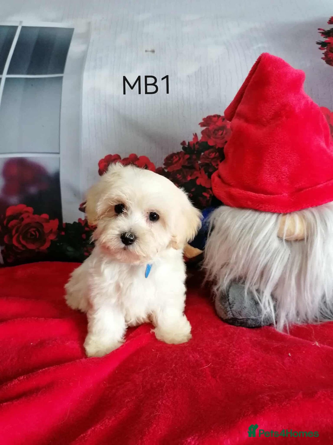 Maltipoo dogs for sale: Miniture Maltipoos  - Image 5