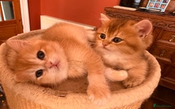 British Shorthair cats for sale: 3 Lovely Golden BSH males - Image 7