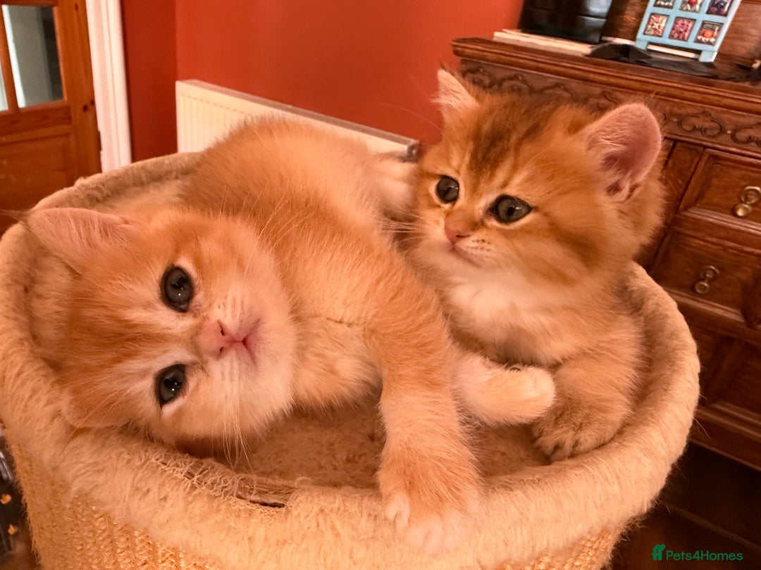 British Shorthair cats for sale: 3 Lovely Golden BSH males - Image 7