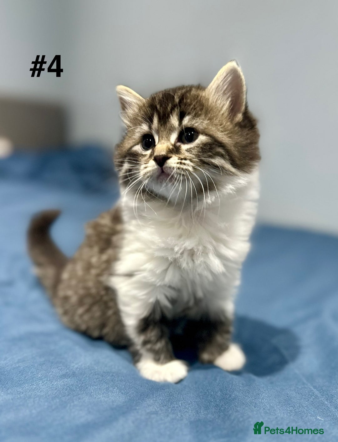 Mixed Breed cats for sale: 4 fluffy girls - Image 19