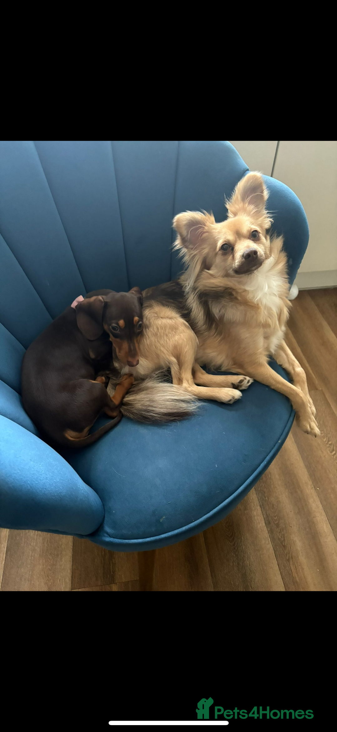 Dachshund dogs for sale: Beautiful chocolate/tan dachshund girl  - Advert 3