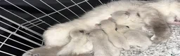 Ragdoll cats for sale: Ragdoll Kittens For Sale - Advert 9