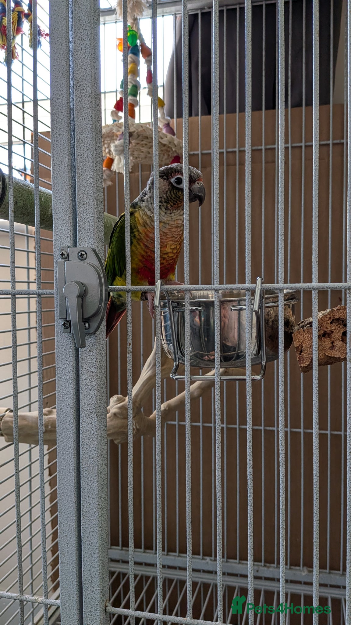 Conures birds for sale: Conure, cage and carry bag  in Birmingham - Advert 2