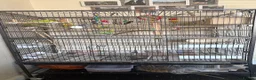 Budgerigars birds for sale: Budgies in Tipton - Advert 10