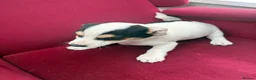 Jack Russell dogs for sale: Jack Russell puppies in Lampeter - Advert 7